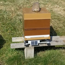 Balance PHA BEE 4G